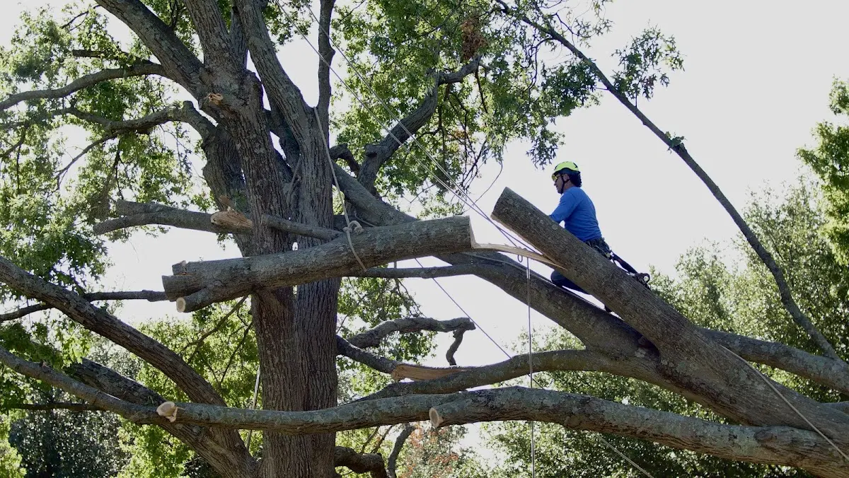 Professional Crown Thinning performed by certified arborists in Hutchinson