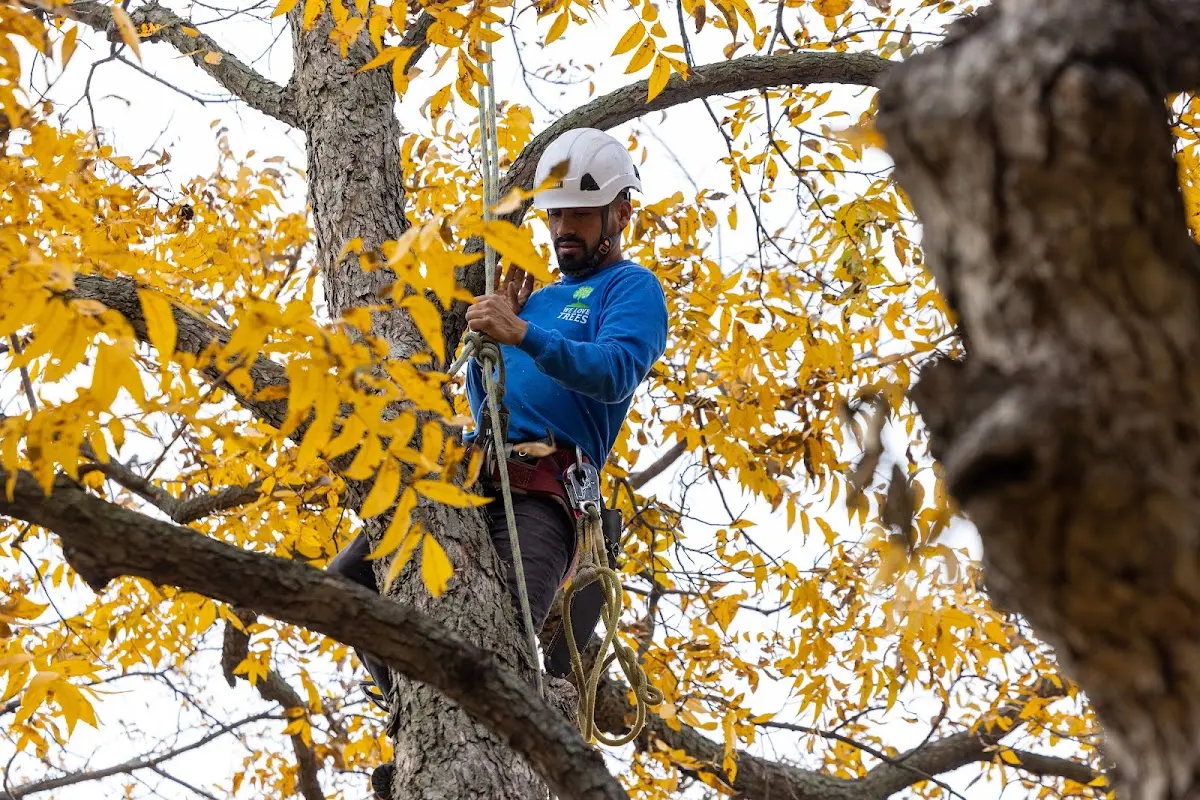 Skilled Tree Pruning crew working in Hutchinson